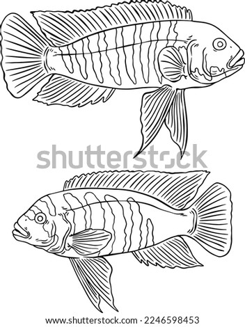 vector image of mbuna cichlid fish for usage - marked version
