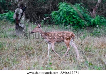 Spotted deer fawn with white spots on a fur standing on a green meadow in summer - spotted deer or chital or axis deer Royalty-Free Stock Photo #2246617271