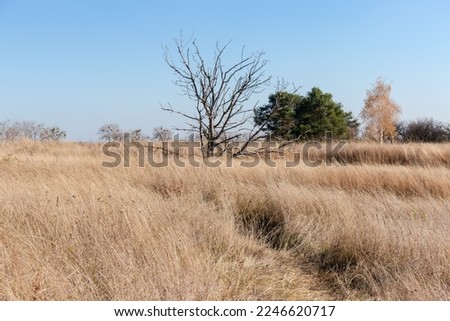 Single dry tree with curved branched trunk without a bark on the meadow among the high withered grass against the other living trees and clear sky at autumn sunny day
 Royalty-Free Stock Photo #2246620717