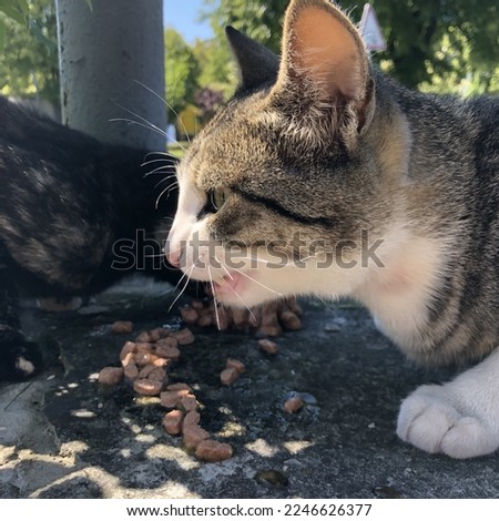 Macro photo animal eating cat. Stock photo cute pet cat kitty