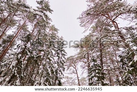 Snow-covered pine trees after a blizzard, snow and hoarfrost on branches, close-up. Majestic evergreen forest. Winter wonderland. Weather, climate change, nature, environment
