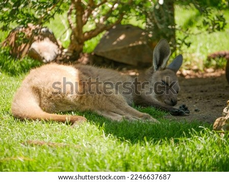 Kangaroo sleeping under a tree in the shade