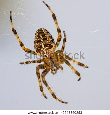 European garden spider. sitting on his web. Royalty-Free Stock Photo #2246640253