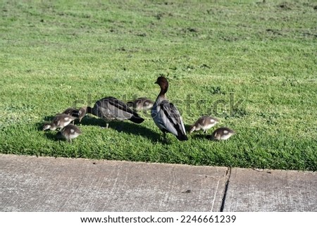 Family of ducks eating grass