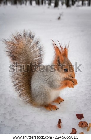 Squirrel in the winter forest