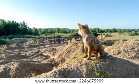 shiba inu puppy hunts at a sand quarry. High quality photo