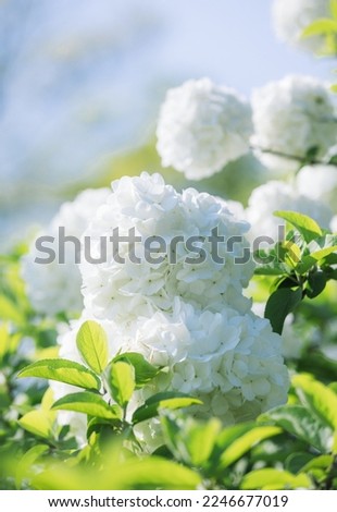 White hydrangea flower blossom in morning garden and green background. white hydrangea flowers after the rain