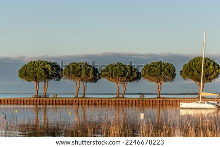 a row of straight trees on a jetty and a sailboat i in the warm colours of the end of the day at Carcans lake  landscape to meditate and which would make a beautiful picture in a setting
