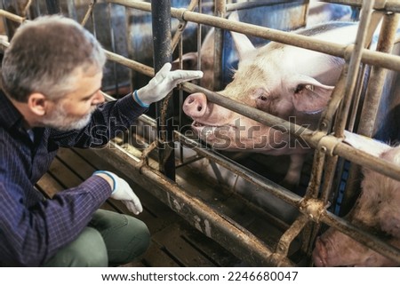 Veterinarian in the pig farm checking on the pig's health Royalty-Free Stock Photo #2246680047