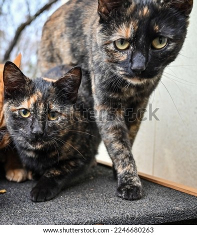 Two outdoor farm cats with dark coloring