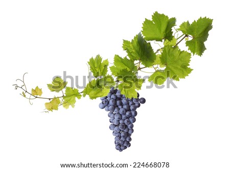 Collage of vine leaves and blue grape Royalty-Free Stock Photo #224668078
