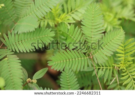 fresh green colored leaves for presentation background