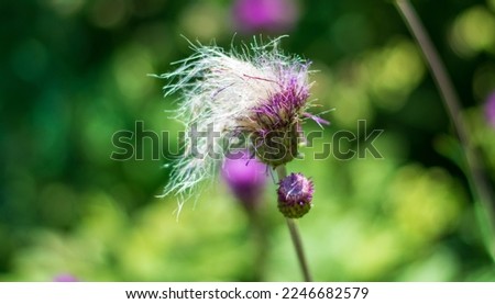 the tuft of the cutting thistle shines in the sun