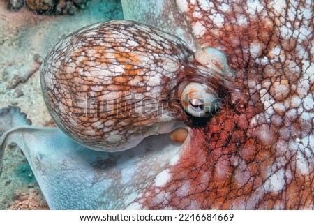 Caribbean reef octopus ,Octopus briareus is a coral reef marine animal. It has eight long arms that vary in length and diameter