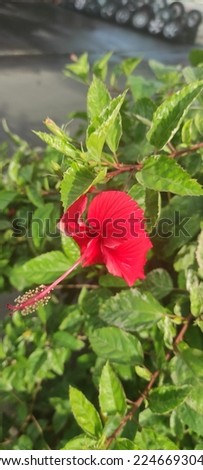 Red flower. The name is Bunga sepatu or Hibiscus rosa sinensis, nature background shoes Flower