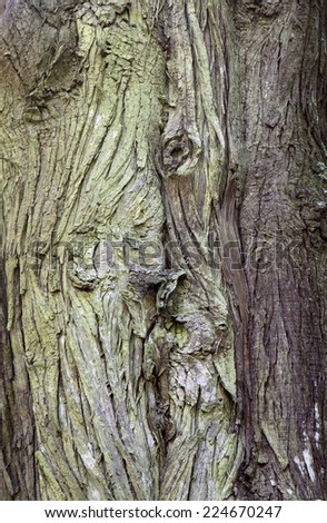 Texture of old grey bumpy tree bark