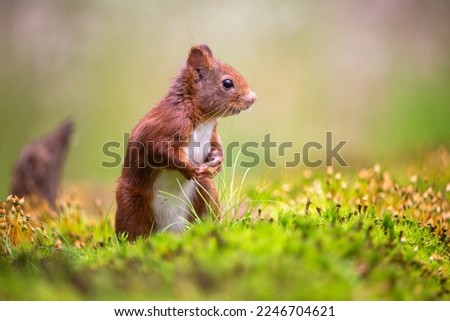 Portrait of a Red squirrel (Sciurus vulgaris)