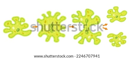 Amoeba binary fission infographic.Reproduction of simplest bacteria. Formation of unicellular organisms. Royalty-Free Stock Photo #2246707941