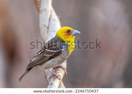 Sakalava Weaver male (Ploceus sakalava), Endemic yellow colored bird perched on tree in woodland, Kirindy Forest, Madagascar wildlife animal. Royalty-Free Stock Photo #2246710437