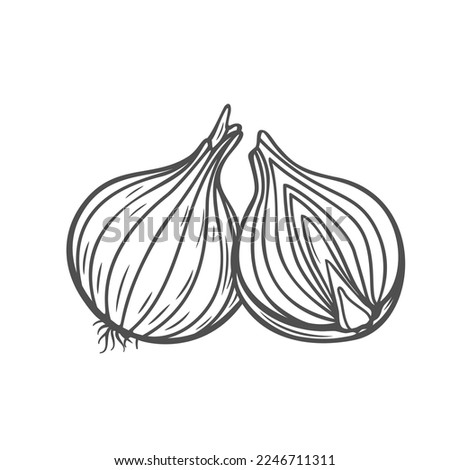 Onion whole bulb and cut into half line icon vector illustration. Hand drawn outline raw onion head with skin and roots, organic healthy shallot for cooking, spice vegetable and diet product Royalty-Free Stock Photo #2246711311
