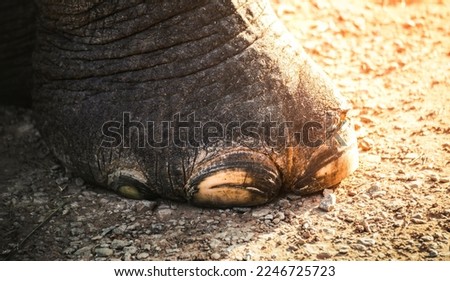 Closeup of elephant feet. (close-up) elephant's foot, Elephant's Legs, Asian elephants are walking on the ground. 