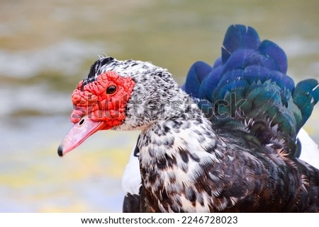 Photo picture of a Wild Animal Muskovy Duck