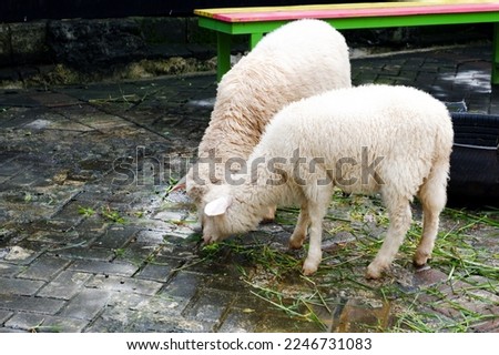 Sheep who are eating grass in their pen in the morning.