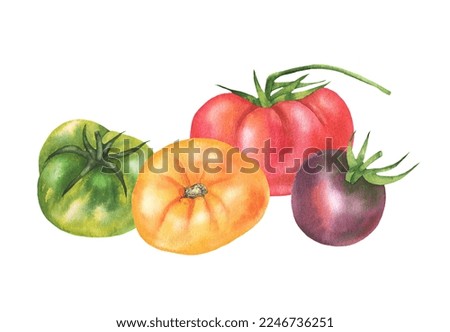 Illustration of colored tomatoes. Isolated on a white background. Watercolor hand drawing.