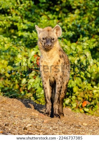 Beautiful morning sunlight on a hyena 