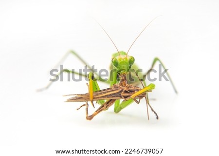 praying mantis eats a grasshopper close-up on a white background. Hunting in the world of insects. Prey for eating insects Royalty-Free Stock Photo #2246739057