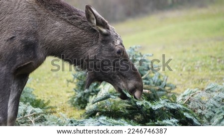 the ultimative moose experience after Christmas