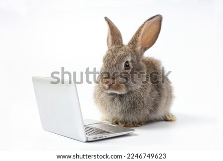 intelligent rabbit using laptop computer for work, isolated on white background