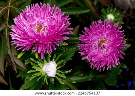 Beautiful pink chrysanthemum flower close-up
