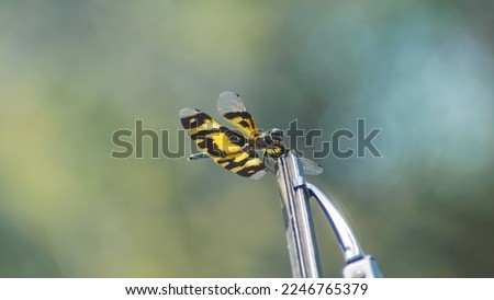 Dragonfly on a car wiper
