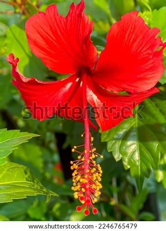 red hibiscus flower blooming with sunlight in the garden
