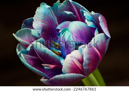 colorful tulip flower still life colorful flower macro,flower background Royalty-Free Stock Photo #2246767861
