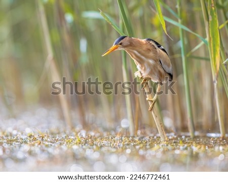 Little bittern (Ixobrychus minutus) perched in reed above the water of a lake while fishing. Bulgaria. Wildlife scene of Nature in Europe. Royalty-Free Stock Photo #2246772461