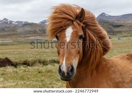 Brown Icelandic horse. Horses in the mountains in Iceland. Icelandic horse in the field of scenic nature landscape of Iceland. macro with soft focus