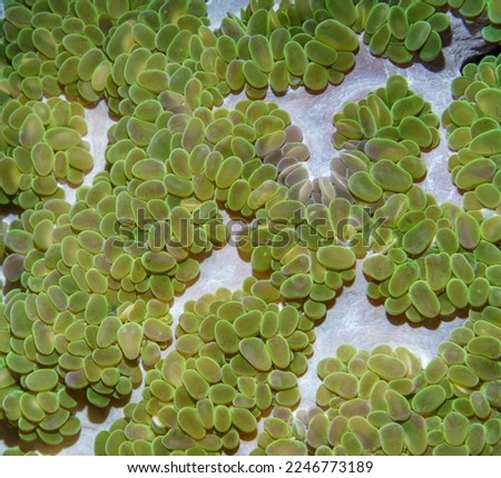 Macro close-up of coral underwater. Exploring the underwater world. Background for the screensaver. Texture. Interior Decor. Snorkeling. Marine aquarium with exotic animals. Picture for printing 