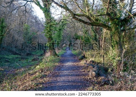 gravel Foot path through woods