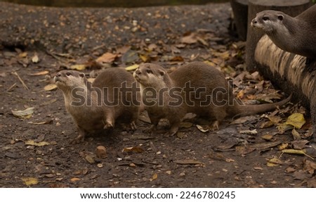 A group of Asian shortclawed otters