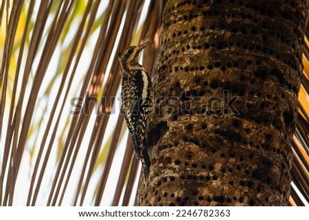 woodpecker bird photography in a tree feeding