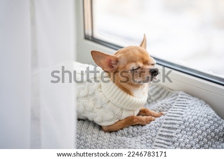 Chihuahua sleeps on the windowsill in a warm knitted white sweater. A cute little red dog on a cozy blanket sleeps near the window and waits for spring and the owner to come home