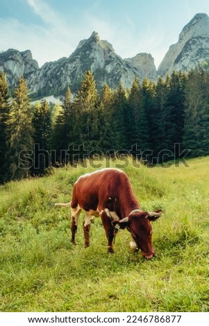 Cow wirth a bell at Austrian Lake Gosausee with mountains in background, Austria, Salzkammergut Royalty-Free Stock Photo #2246786877