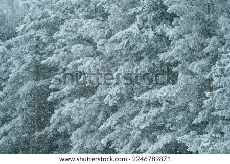 winter forest after a snowfall, sunny day, trees in the snow