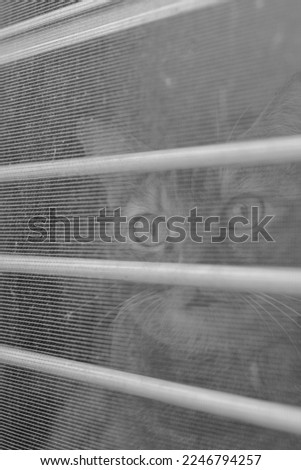  Photo portrait Tabby cat looking interesting something outdoor at window of house by glance mosquito wire screen  and wrought .