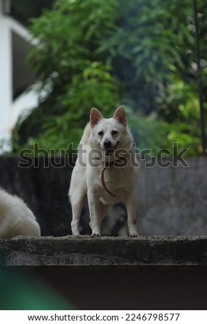 American Eskimo Dog, Ready to take a bite  Royalty-Free Stock Photo #2246798577