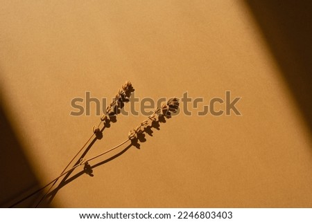 Elegant aesthetic dried grass with sunlight shadows on warm orange background with copy space. Boho stylish still life flower composition