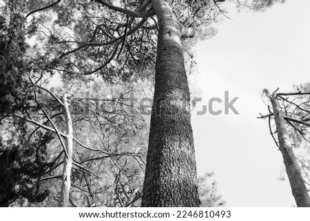 Gray pine landscape. Pine tree, view from below. Art forest background for poster, calendar, post, screensaver, wallpaper, postcard, banner, cover, website. High quality photography