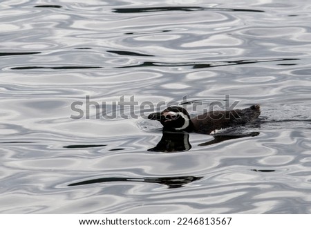 Penguin swimming near Conejos Islet in Chiloe, Chile.
This is a Magellanic penguin